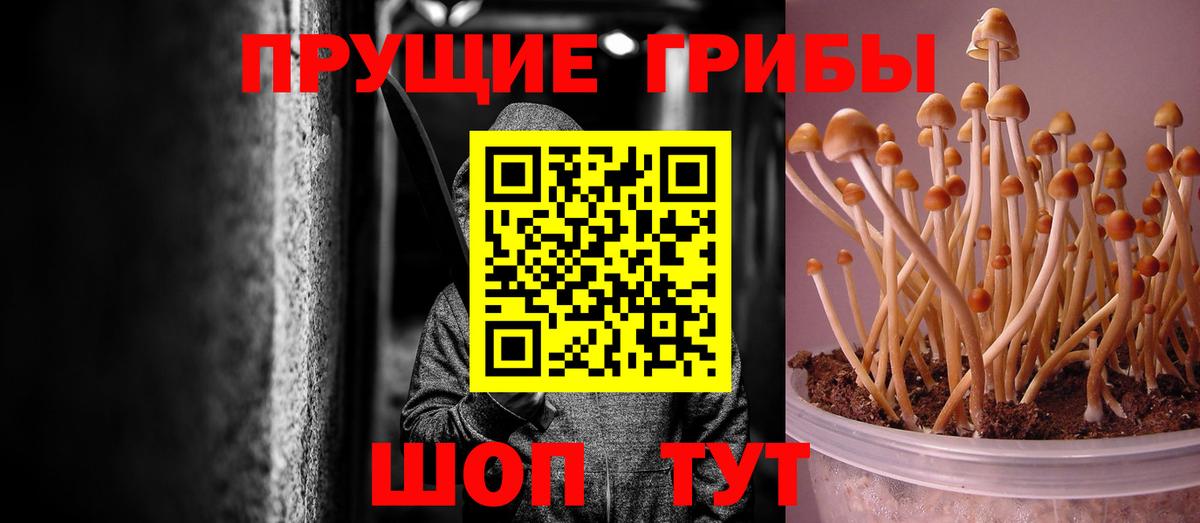Галлюциногенные грибы Psilocybe  Вход с VPN  Усть-Кут 